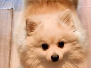 Pomeranian Spitz Welpen - Berlin Tempelhof-Schöneberg