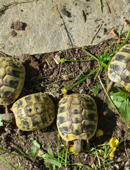 Griechische Landschildkröten Nz 24 (Thb) - Wiesbaden
