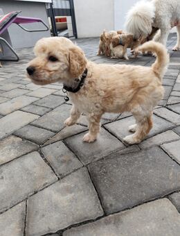 Königspudel Pudel Standardpudel weiß apricot braun Hund Haus Tier - Neukirchen (Hessen)