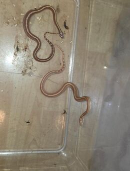 Kornnatter babys - Affinghausen