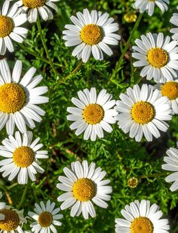 Echte Kamille Saatgut Heilpflanze Samen Duftend Pflanzen - Pfedelbach