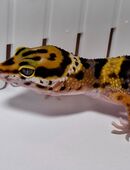 Leopardgecko Babys in 19322