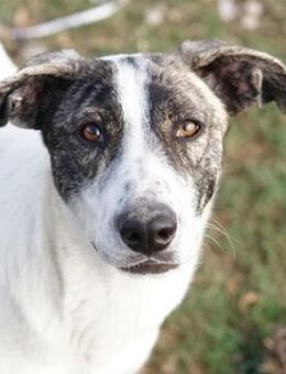 Mea, geb. ca. 11/2022, GRIECHENLAND - Euskirchen