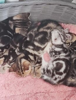 Bkh Kätzchen, Kitten mit Stammbaum - Büren