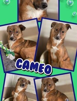 Rüde Cameo hofft auf seine Rettung - Nürnberg