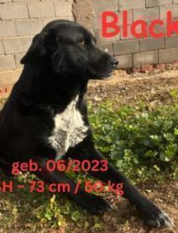 Black - Black Beauty - Rinteln