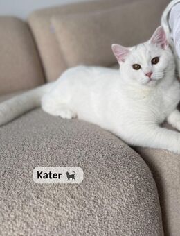 Britisch-Kurzhaar Katze & Kater suchen neues, liebevolles Zuhause - Dortmund Scharnhorst