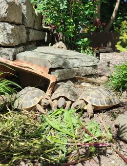 Griechische Landschildkröten Testudo Hermanni Hermanni Weibchen Männchen Gruppe - Bad Feilnbach
