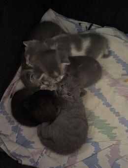 Süße, verspielte Babykatzen abzugeben - Spelle