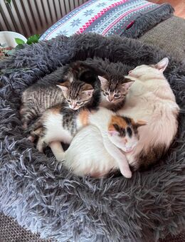 Katzenbabys - Breitengüßbach
