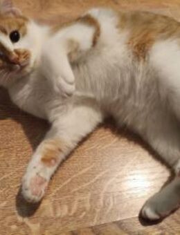 Liebevolles Katzenmädchen ANGIE sucht♥️ - München