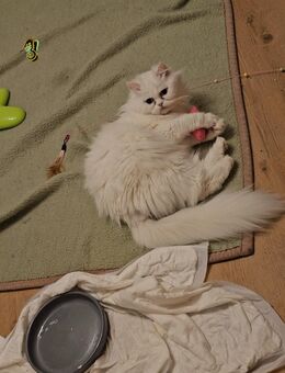 Taubes Persermädchen sucht Traumfamilie ihren Kitten 🩷 - Nierstein