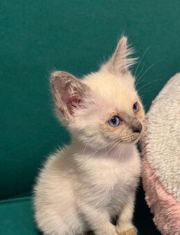 Reinrassige Siam Kitten - Könnern