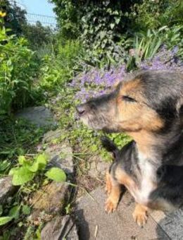Nena sucht liebes Zuhause mit Zweithund - Köln