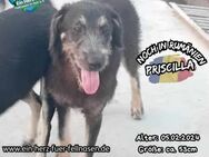 PRISCILLA - sucht ihren Elvis :-) - Waakirchen