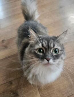Schöne Main-Coon Katze - Stadtkyll