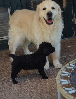 Verkaufe Goldendoodle Welpen auch für Allergiker - Vohburg (Donau) Zentrum