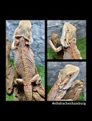 No.6 High Red Blue Bartagame female (pogona vitticeps) NZ April 2025 in 22175