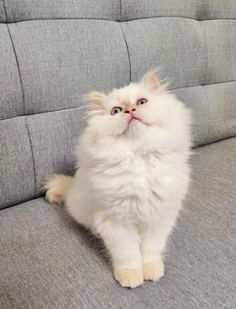 Reinrassige Ragdoll weiße Kitten w+m sehr süß - Berlin