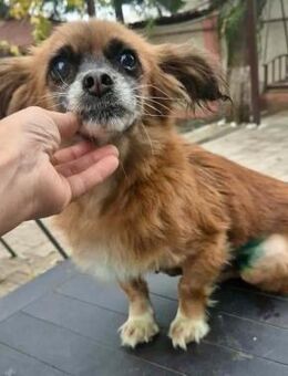 Lilo - klein, dankbar und verkuschelt - Koblenz