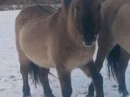 Konik Tarpan Pony Hengst - Behrenhoff