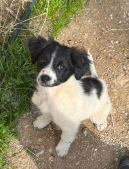 Leonie freundlich und neugierig - Haan