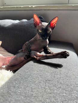 Zwei wunderschöne Sphynx Mädchen zu vermitteln - Mindelheim