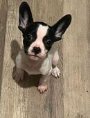 Französische Bulldoggen Welpen Retro in 14797