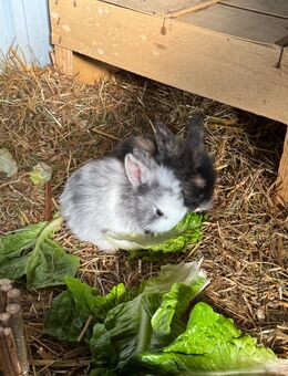 Zwergkaninchen babys - Kalkar Zentrum