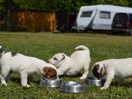 Parson Jack Russell Terrier - Prebberede