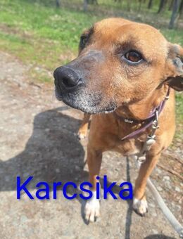 🐾🐕Karcsika sucht seine Menschen🐕🐾 - Elsenfeld