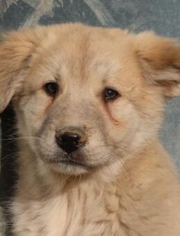 Hannes, geb. ca. 09/2023, Griechenland - Markdorf