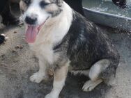 Dunja sucht ein liebevolles Zuhause - Blankenheim (Nordrhein-Westfalen)