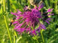 Skabiosen - Flockenblume (Centaurea scabiosa) - Horgenzell