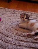 🐾 Kätzchen abzugeben – 3 Monate alt, verspielt & sehr verschmust 🐾 in 81249