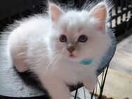 Birma kitten - Schiffweiler