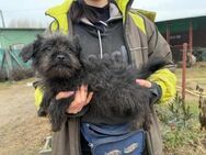 Janna - ein bezauberndes Hundekind! - Heinsberg