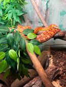 Kornnattern, Terrarium in 83135