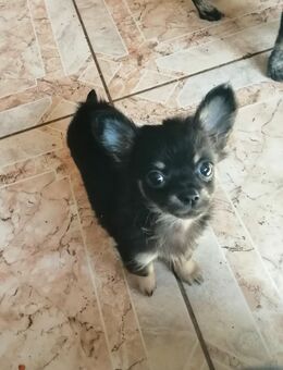 Chihuahuas - Trebur