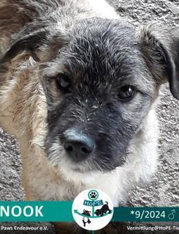 NANOOK - geb. 09/2024 - Leimen (Baden-Württemberg)