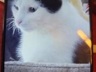 EBK hauskatze Liselotte - Bocholt