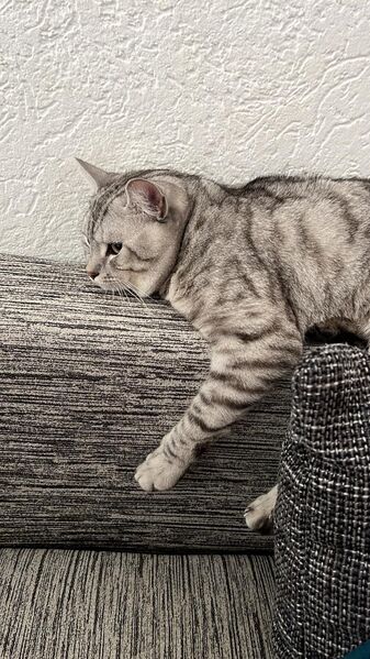 Kater zu adaptieren - Weiler (Bingen)