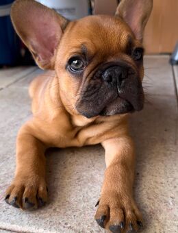 Französisch Bulldog Rüde - Schermbeck