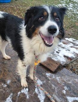 Ein Prachtbursche - Wallerfangen