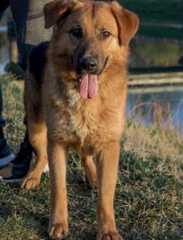 Roger möchte endlich gesehen werden - Obertshausen