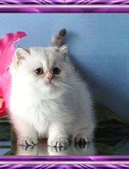 Wunderschöne BKH Britisch Kurzhaar Kitten (Mädchen) mit Stammbaum - Meßkirch Zentrum