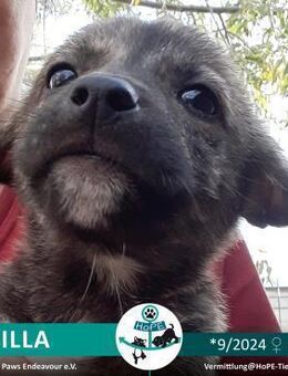 SMILLA - 09/2024 - Leimen (Baden-Württemberg)