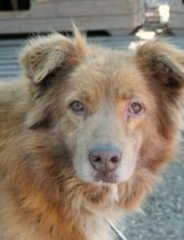 KASPER - wundervoller Rüde - Kallmünz