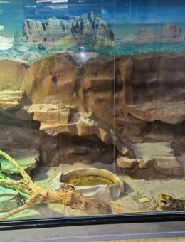 Verkaufe meine zwei Bartagamen (Männchen & Weibchen) – ohne Terrarium - Mannheim