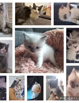 Ragdoll Kitten zu verkaufen - Erfurt